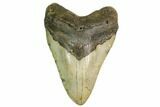 Fossil Megalodon Tooth - North Carolina #149410-1